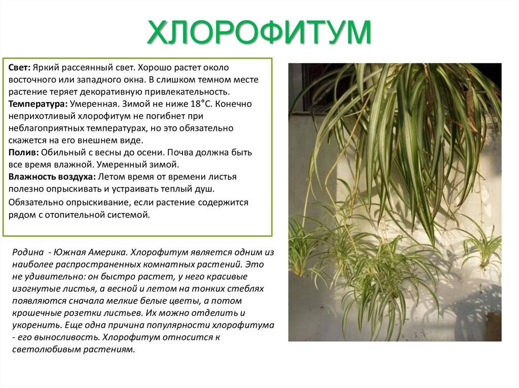 Лист хлорофитума до опыта и после опыта на рисунке
