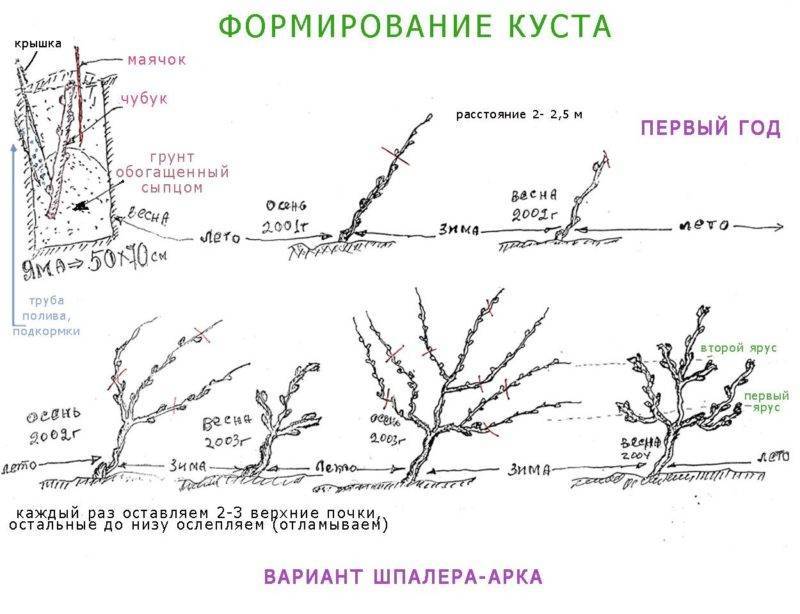 Обрезка винограда осенью для начинающих в картинках пошагово (видео, фото)
