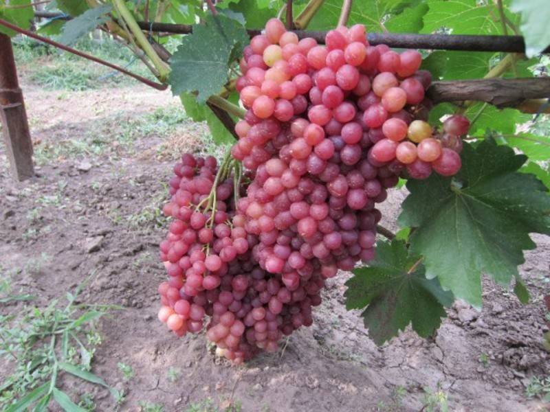 Описание сортов винограда кишмиш: где растет, пищевая ценность, гликемический индекс, витамины