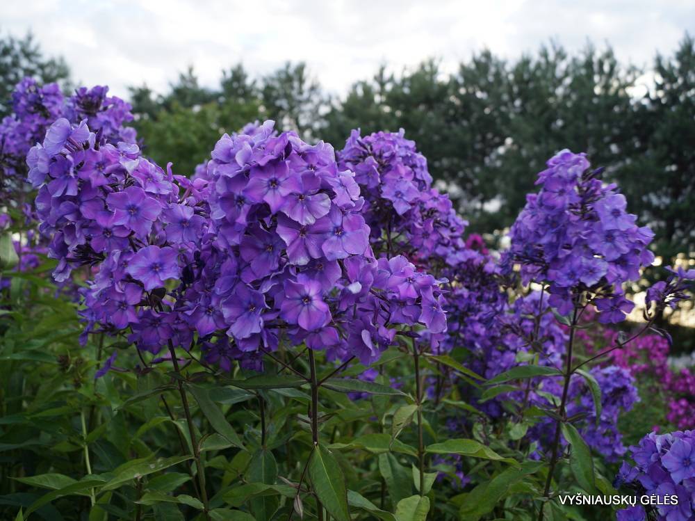 Флокс черное море