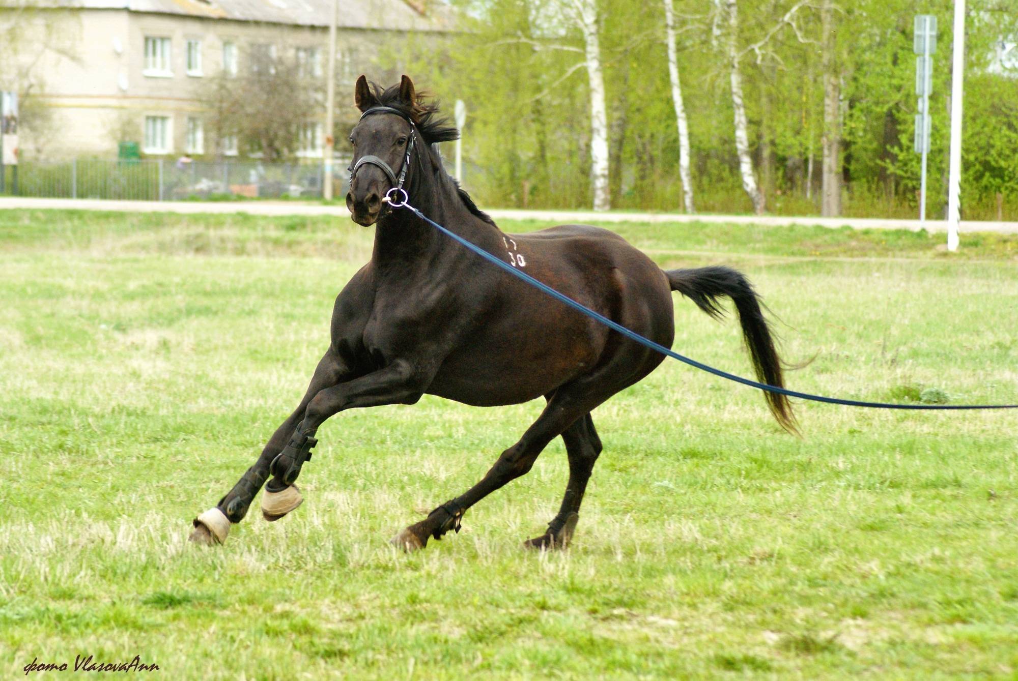 Русская верховая порода лошадей: описание и характеристика