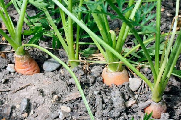 Чем подкормить морковь в августе: для роста и урожая