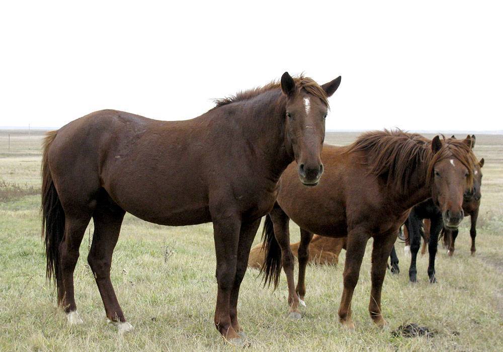 Казахские лошади: описание породы (фото) - oozoo.ru