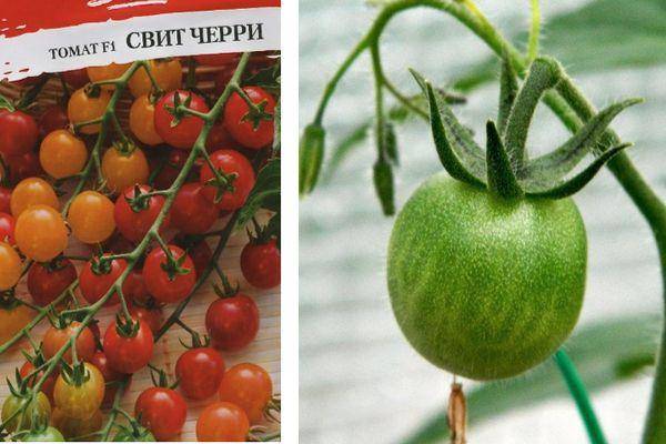 Выращиваем помидорки-конфетки на своем участке: томат «свит черри»
