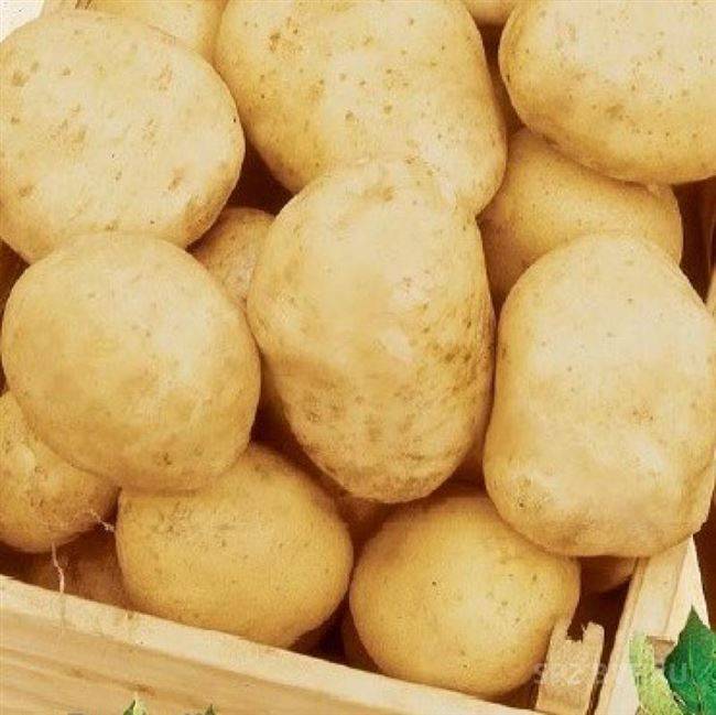 Картофель реванш: описание сорта, фото, отзывы