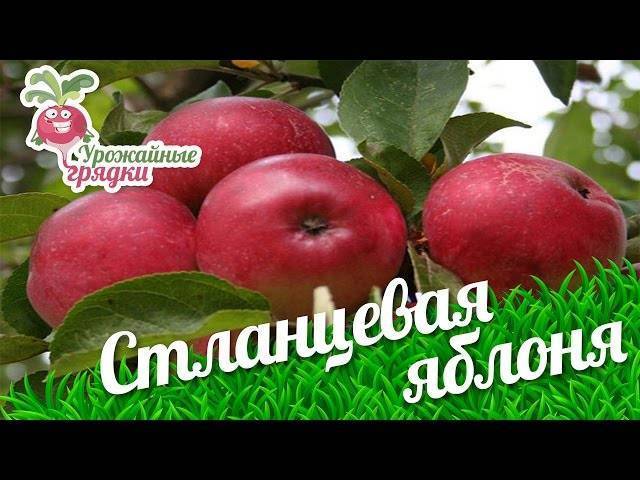Осенняя яблоня жигулевское