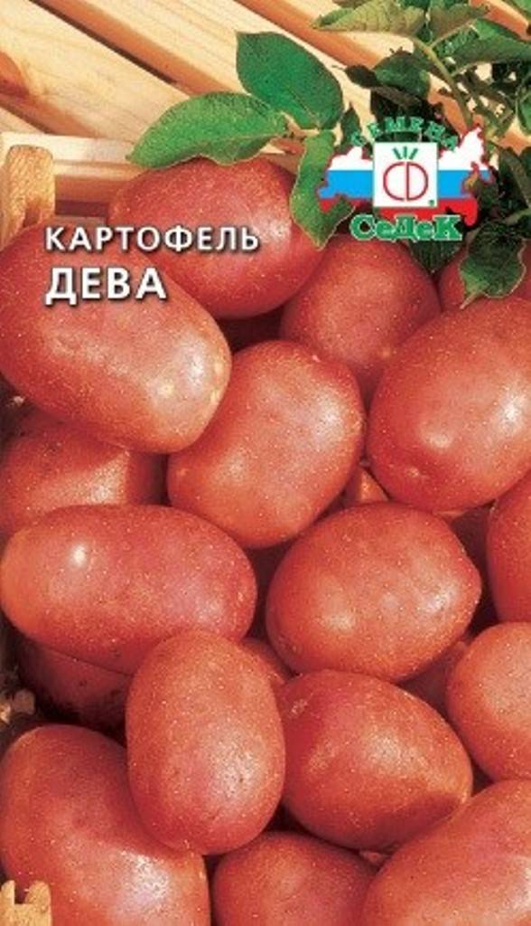 Картофель дева: описание сорта, фото, отзывы