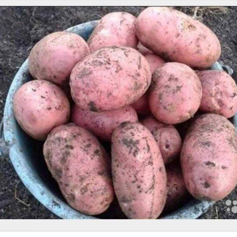 Сорта картофеля для любителей большого урожая