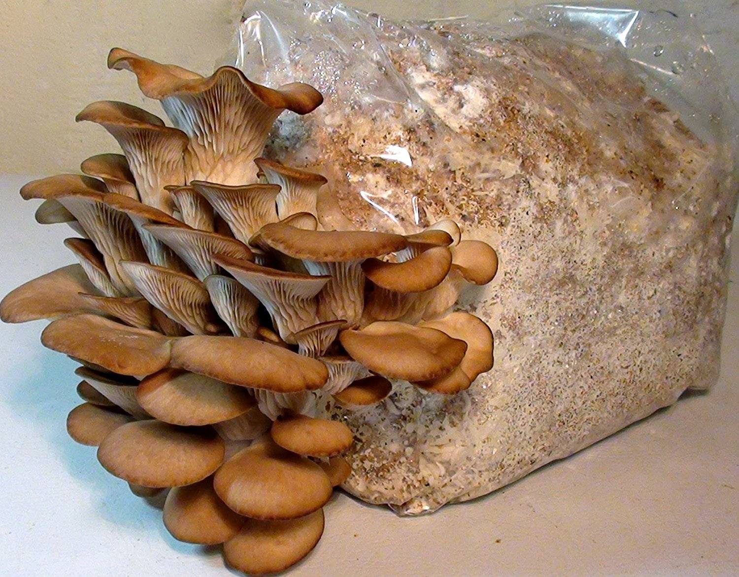 Технология выращивания грибов в домашних условиях.