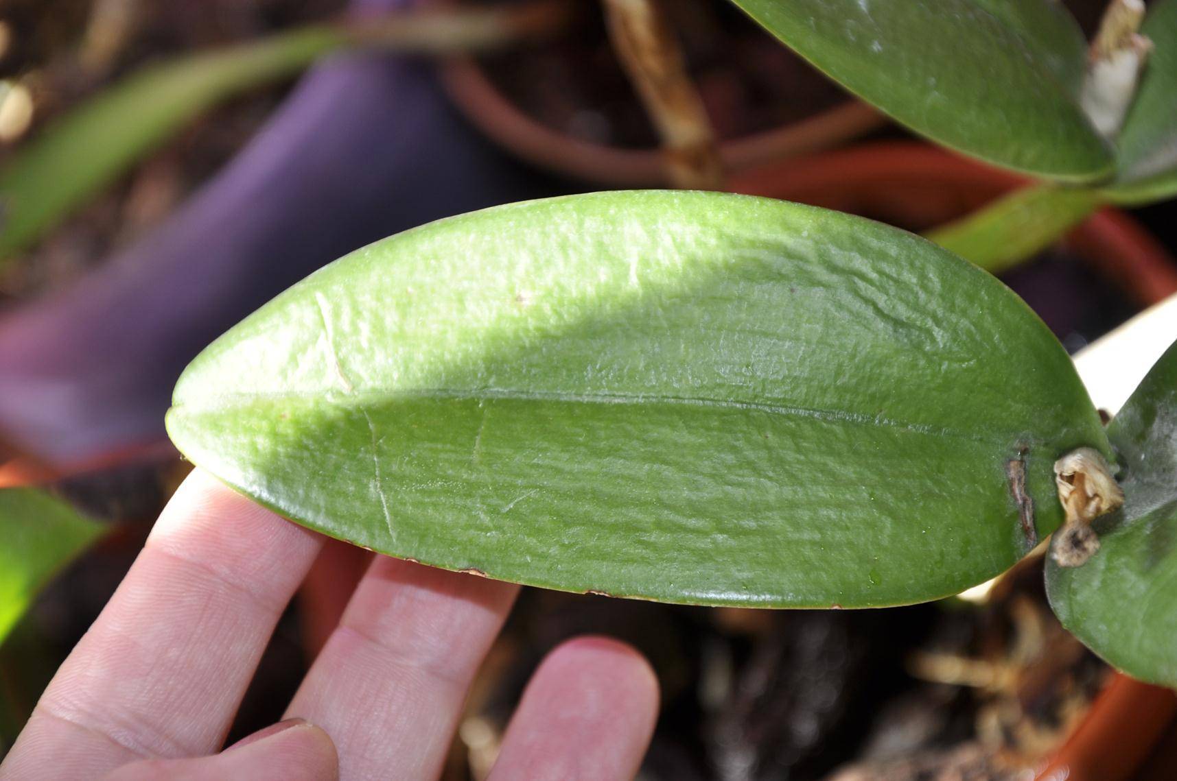 Болезни орхидеи и их лечение с фото листья