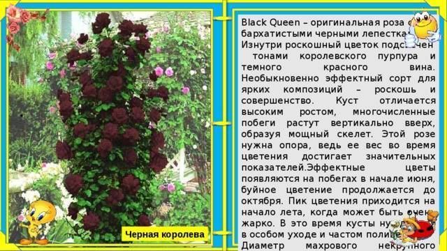 Роза плетистая черная королева: описание, фото :: syl.ru