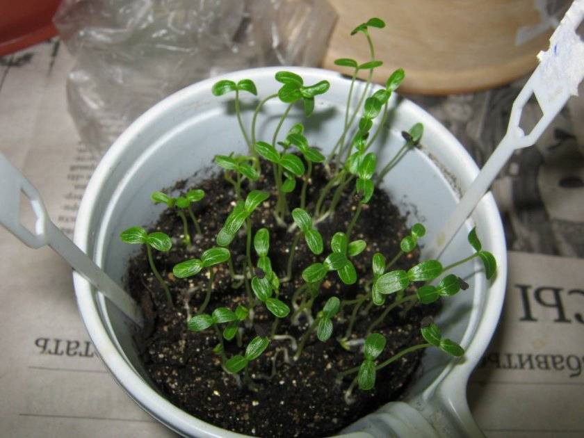 Катарантус: выращивание из семян в домашних условиях, когда сажать, фото, видео