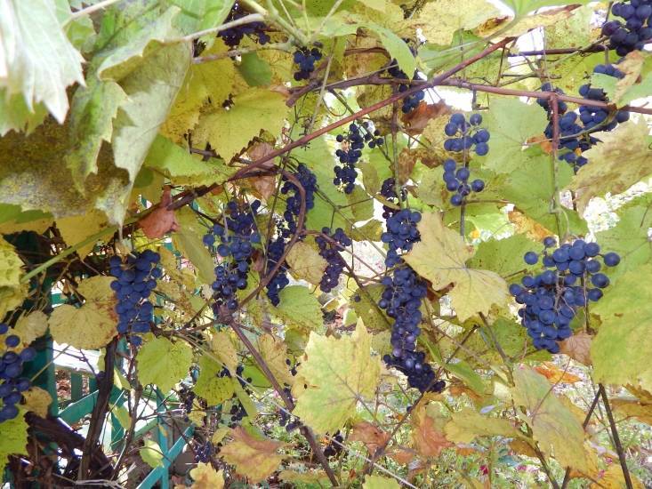 Осенняя обрезка винограда альфа