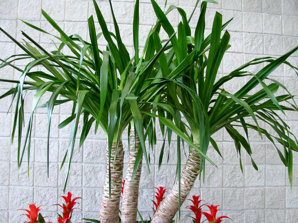 Комнатные цветы в виде пальмы фото и названия