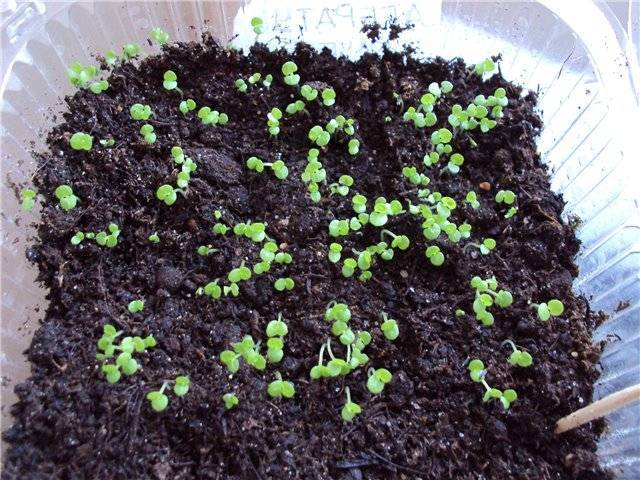 Хризантема мультифлора выращивание из семян. выращивание хризантем мультифлора: правила посадки и ухода