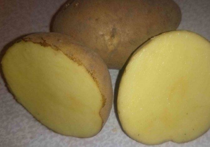 Как выращивать и хранить картофель сорта колобок