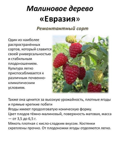 Как ухаживать за малиновым деревом. Сорт малиновое дерево "Таруса". Малина Таруса малиновое дерево. Таруса малина описание сорта. Малина Таруса малиновое дерево посадка.