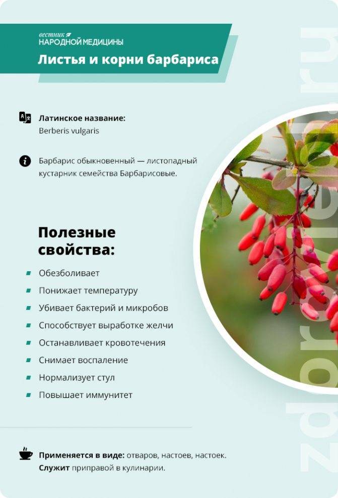 Барбарис