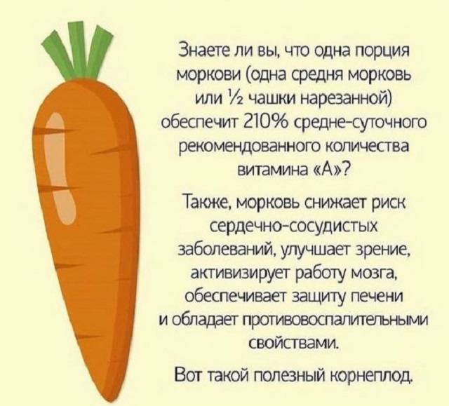 Морковь: польза и вред для организма - химический состав и пищевая ценность, рецепты