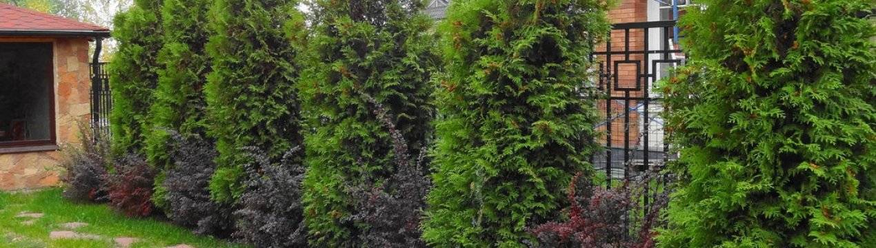 Туя: посадка и уход в открытом грунте, виды, сорта дерева с фото
