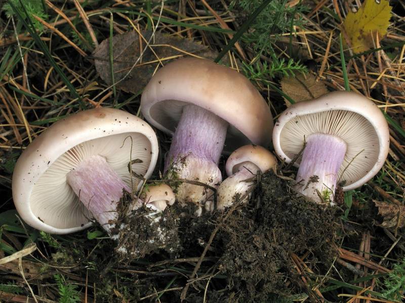 Как выглядит гриб синеножка, и что из него можно приготовить?