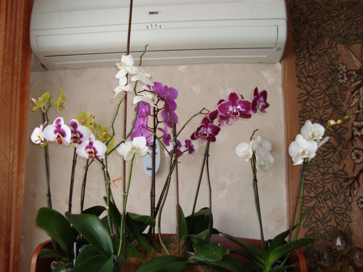 Орхидеи зимой как ухаживать. Орхидеи на окне. Подсветка для орхидей. Орхидеи в доме. Орхидеи на окошке.