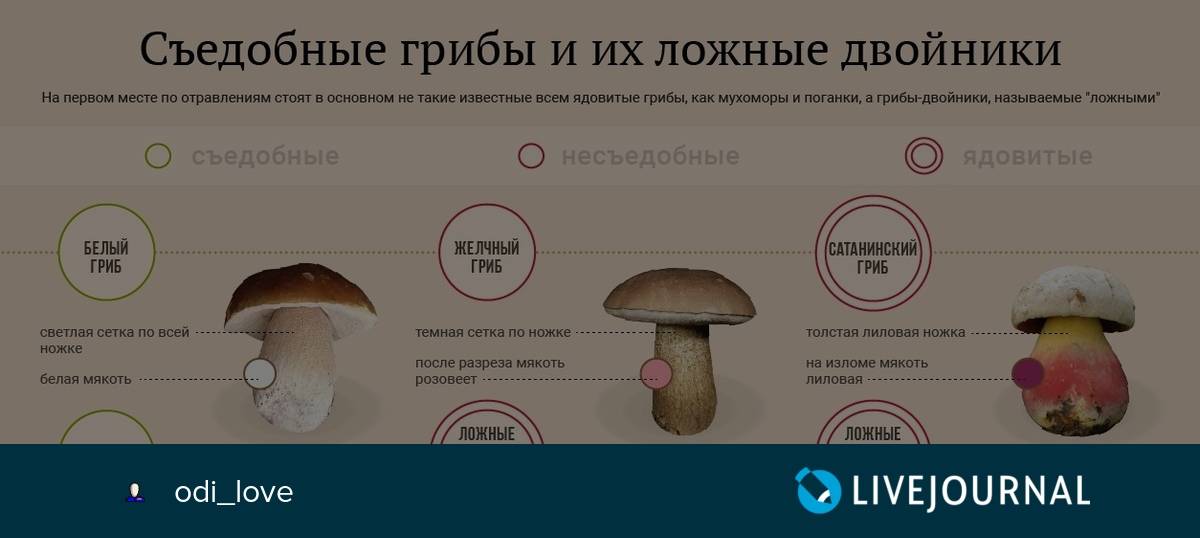 Белый гриб опасный двойник название и фото
