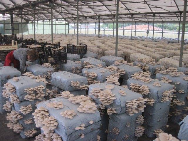 Выращивание белых грибов в теплице