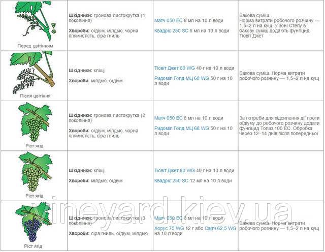 Схема обработки винограда от болезней и вредителей препаратами