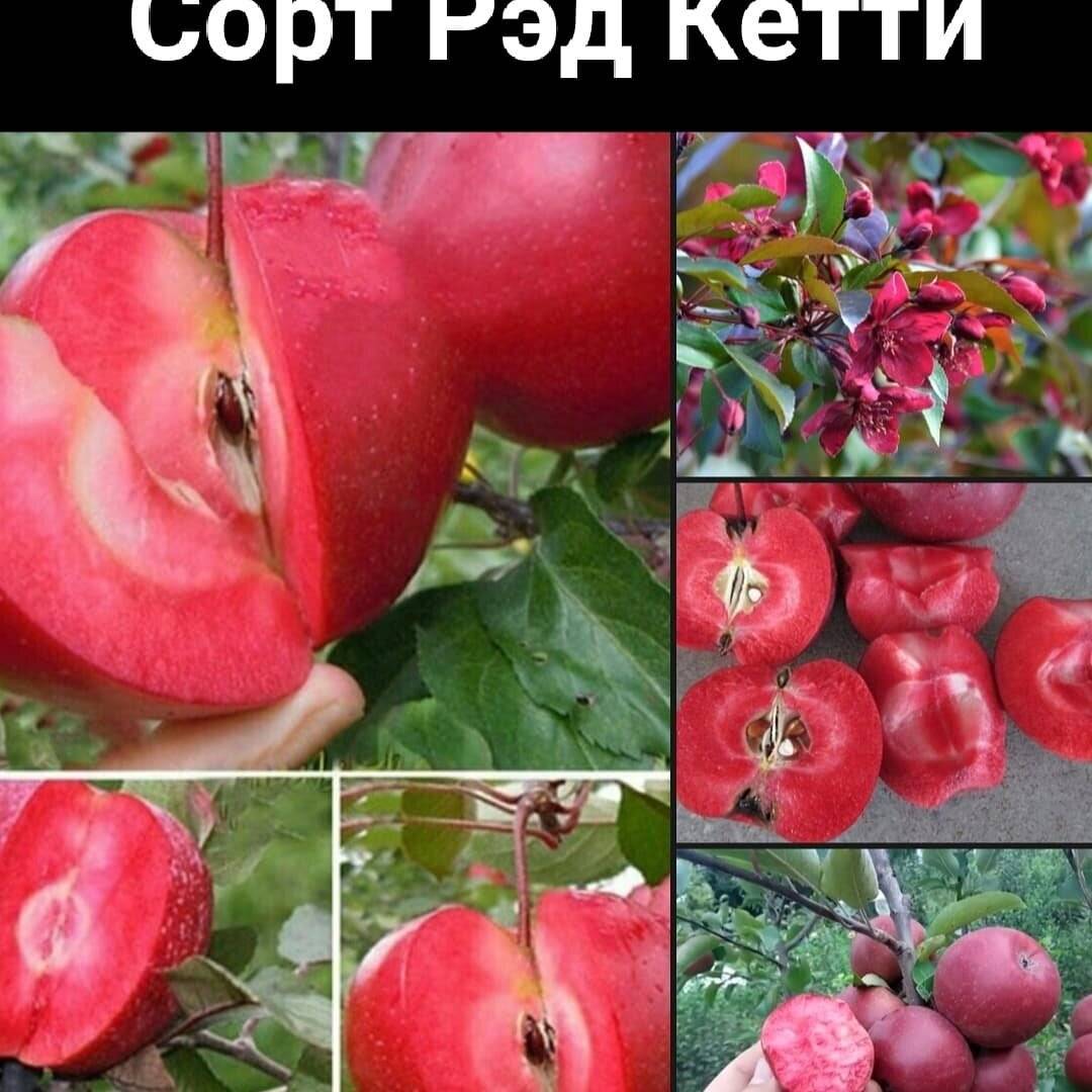 О сорте яблок розовый жемчуг: описание и характеристики сорта, посадка и уход