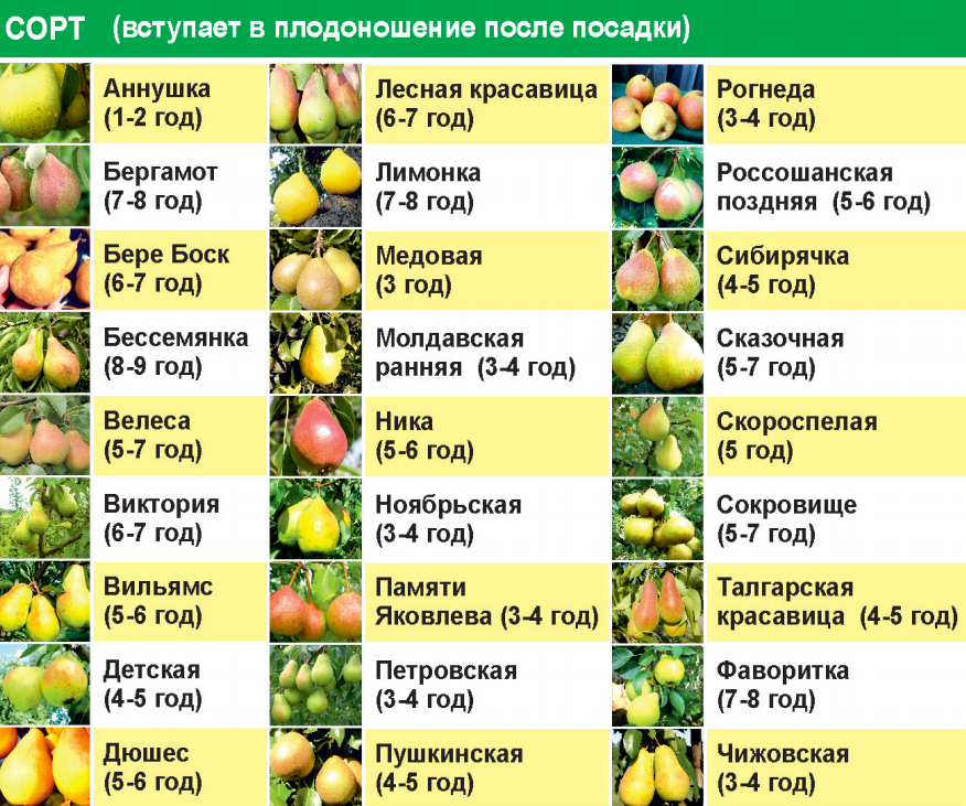 Сколько растет яблоня. Сорта опылители яблонь таблица. Сорта груш таблица. Сорт груши Талица. Груша сорт и описание таблица.