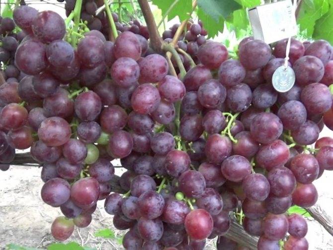 Отличительные особенности и правила выращивания сорта винограда благовест