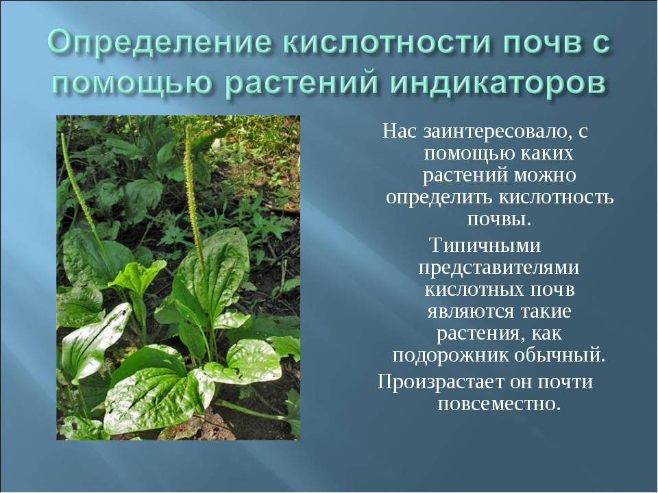 Какие сорняки растут на кислых почвах в огороде фото и название