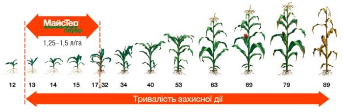 Гербицид для кукурузы: как выбрать, какие бывают, как применятьгербицид для кукурузы: как выбрать, какие бывают, как применять