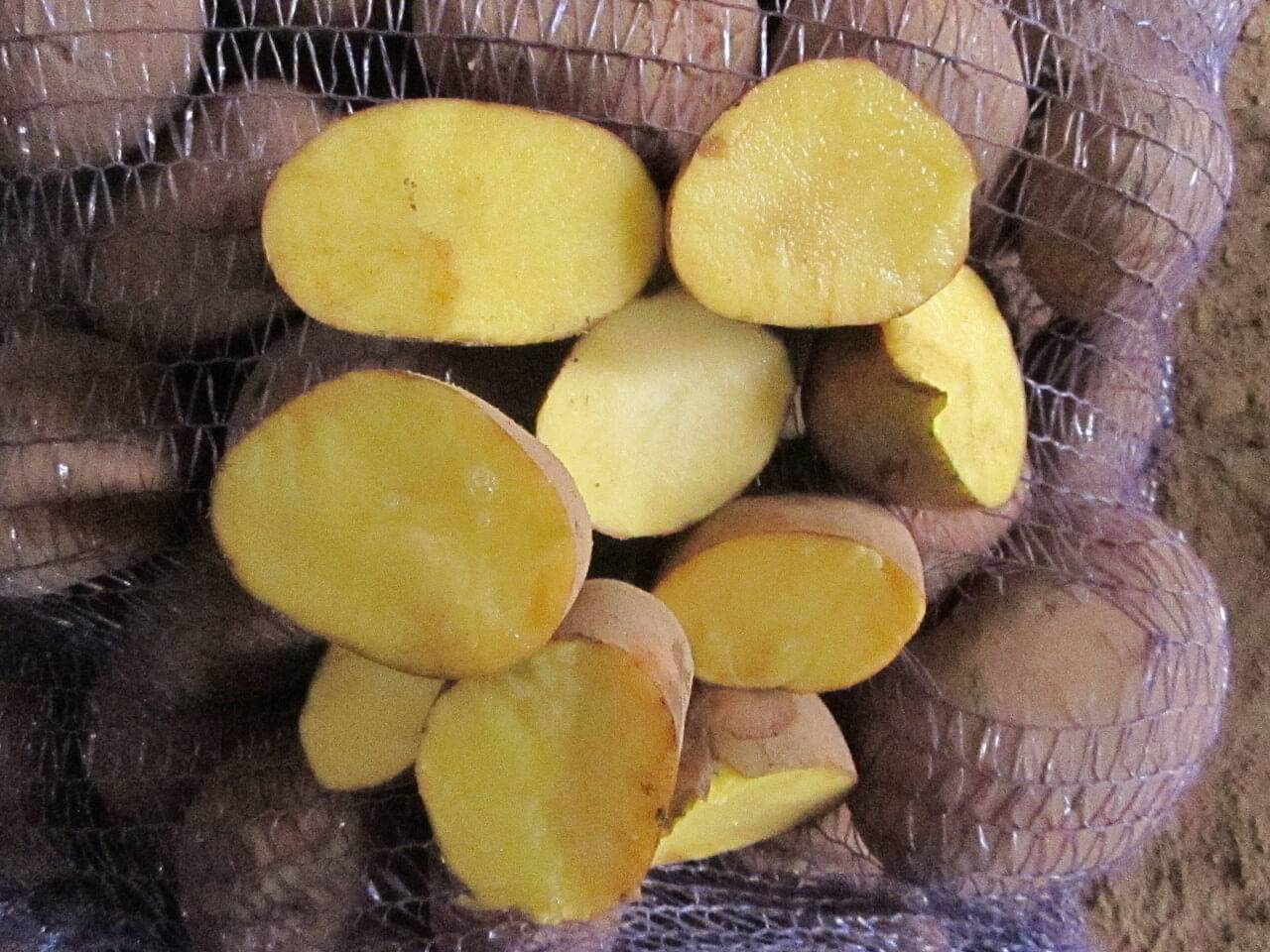 Картофель семенной Бриз