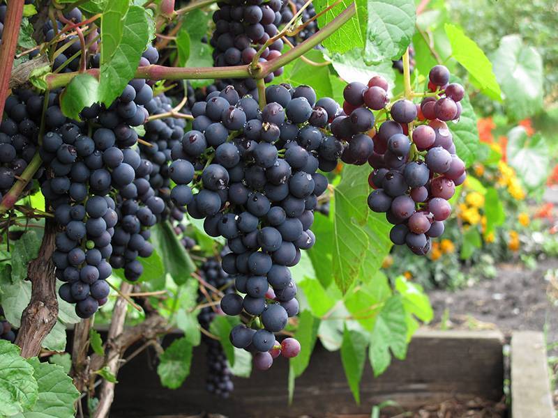 Сорта винограда для подмосковья - 20 самых лучших и вкусных, ранние, морозостойкие, неукрывные,технические,кишмиш, отзывы,выращивание и уход