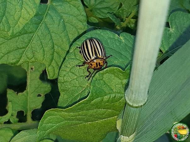 Колорадский жук на картофеле: как бороться - огородные дела