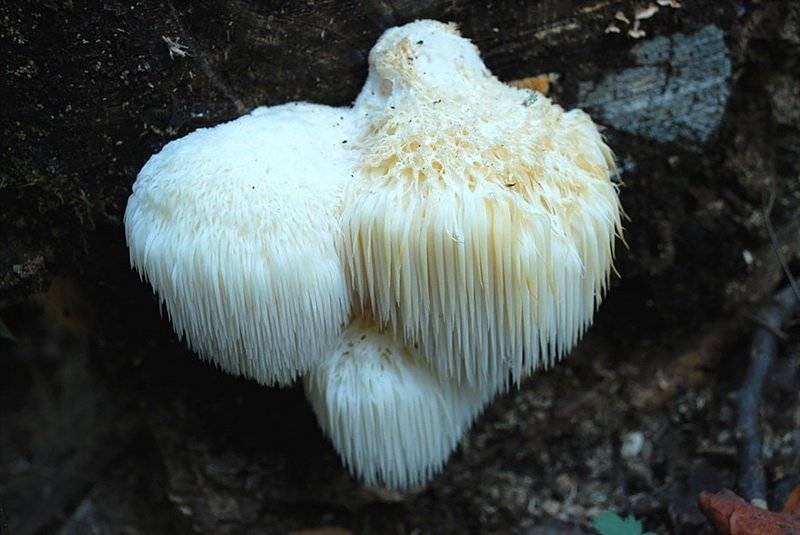 Самые редкие грибы в мире