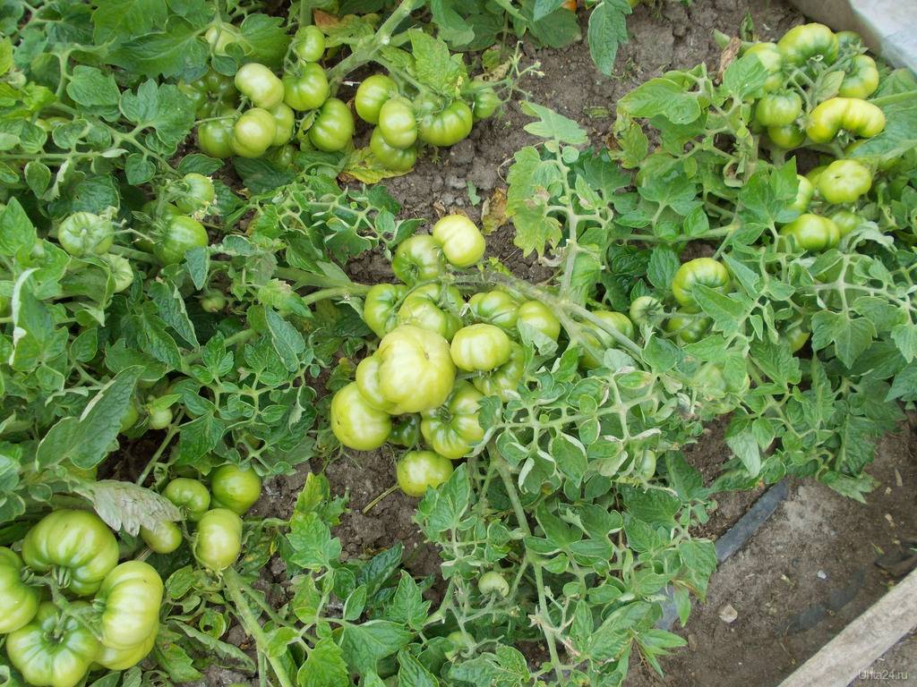 Сорт с массой положительных качеств — томат лабрадор: описание помидоров и их характеристики