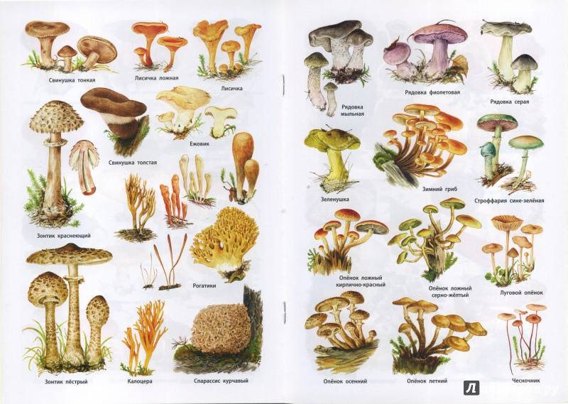 Съедобные грибы белоруссии: +41 фото, описание и как выглядят? — викигриб