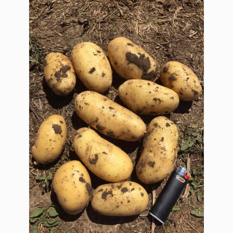 Картофель гранада: описание сорта, фото, отзывы