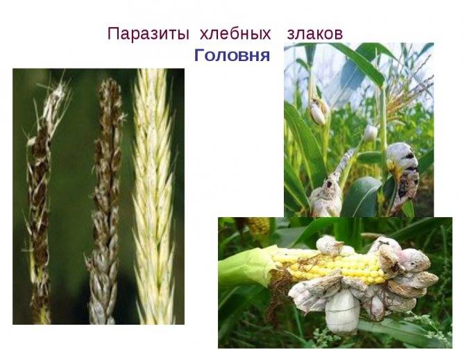Грибы • большая российская энциклопедия - электронная версия