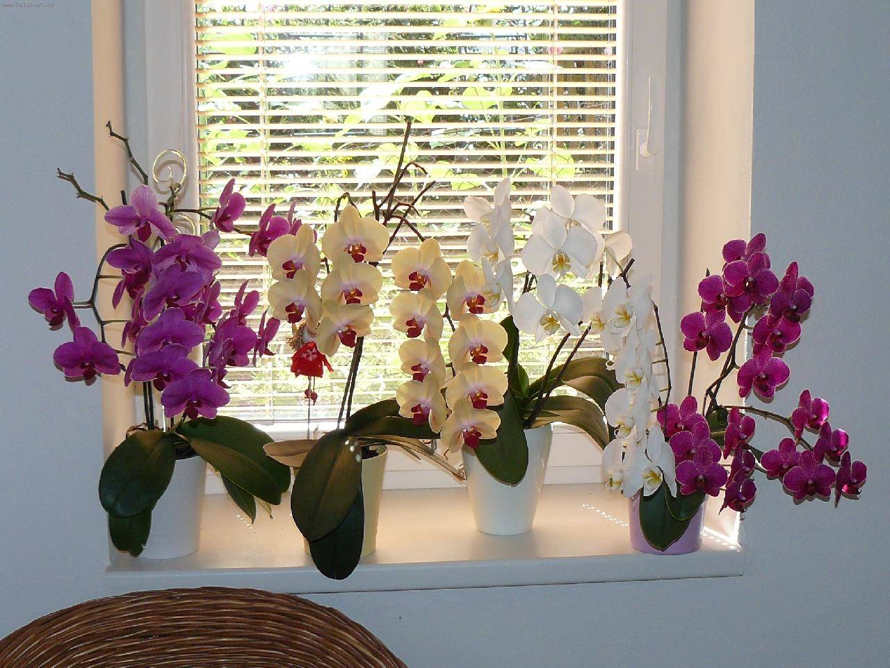 Цветение орхидей