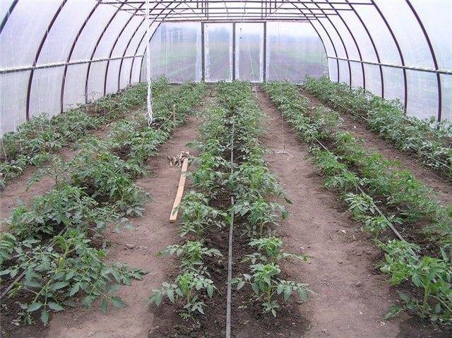 Выращивание помидоров в теплице из поликарбоната, рассада, уход, видео