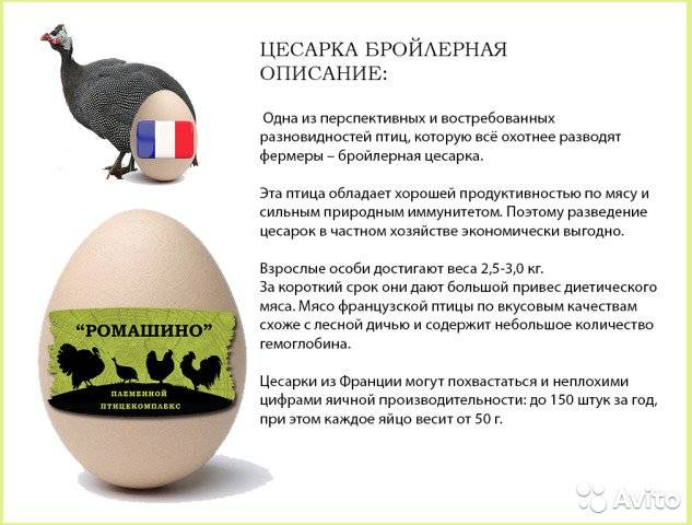 Яйца цесарки: польза и вред, сколько варить, как выглядит