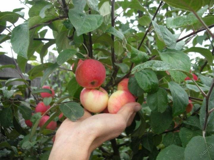 Сорт яблок заветное фото и описание