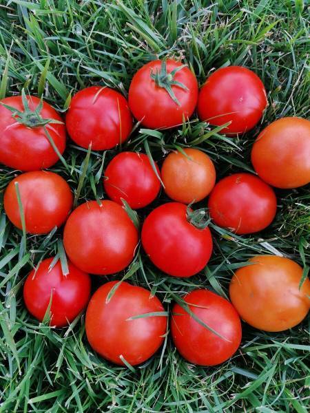 Лучшие сорта помидор для теплицы из поликарбоната описание, фото, отзывы видео