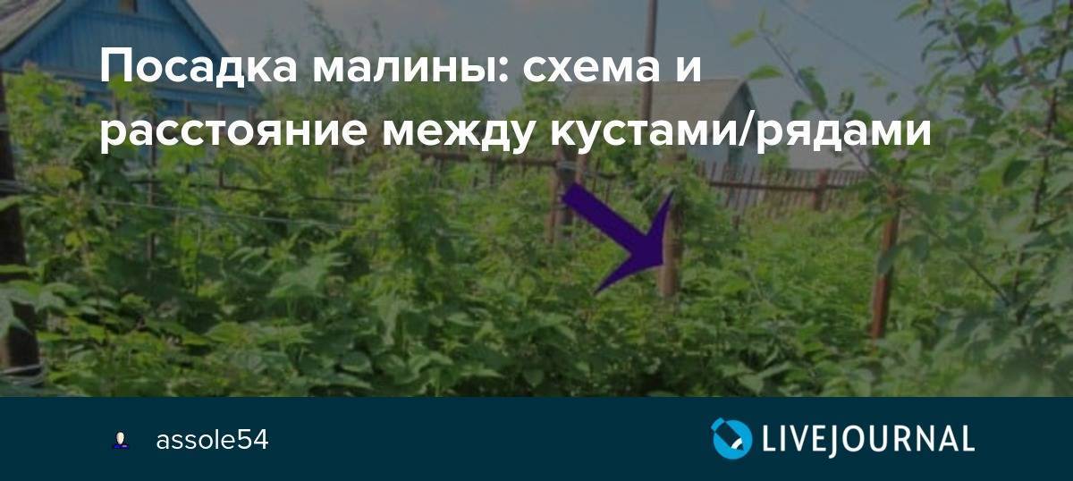 Расстояние между малиной при посадке схема