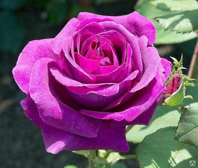 Голубая роза «блю парфюм»: особенности выращивания