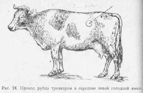 Послеродовой парез у коров: симптомы, лечение и профилактика препаратами nita-farm